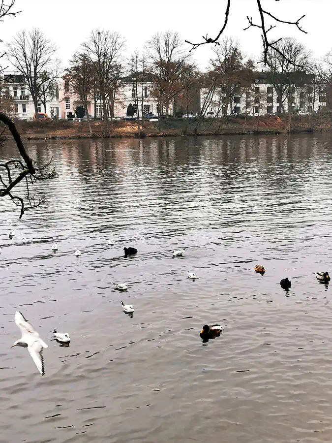 Alster Enten